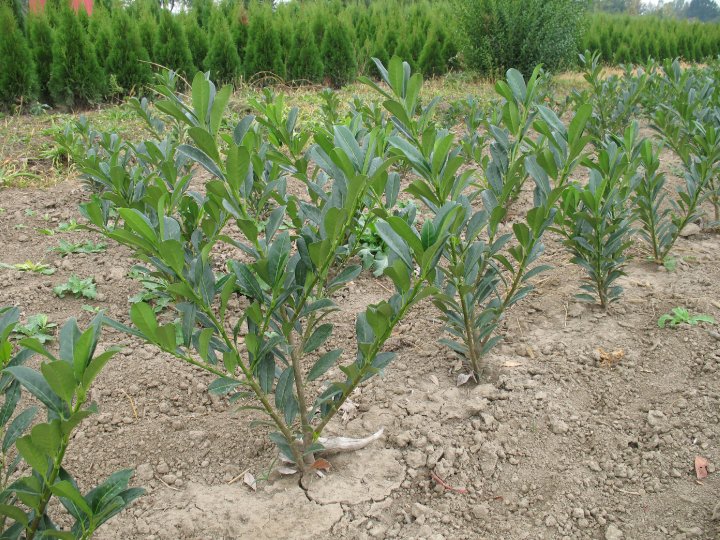 Prunus laurocerasus Schipkensis